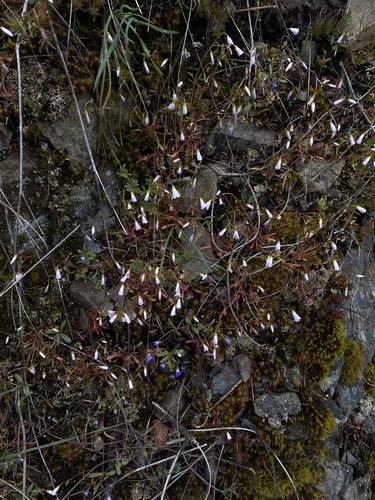 Sand Springbeauty (Claytonia arenicola)