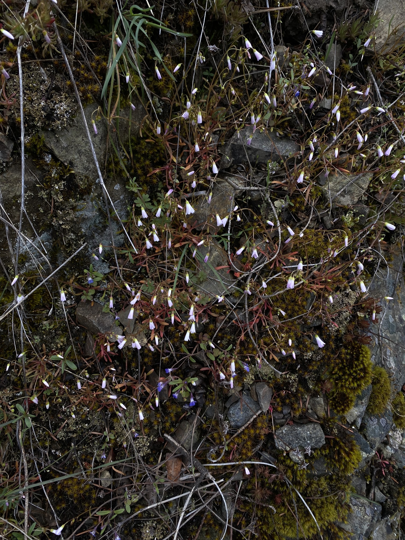 Sand Springbeauty (Claytonia arenicola)
