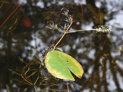 Potamogeton illinoensis