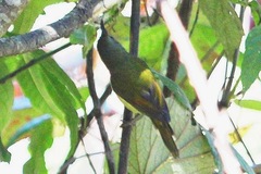 Aethopyga nipalensis