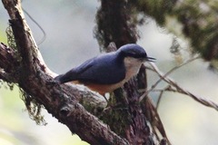 Sitta himalayensis