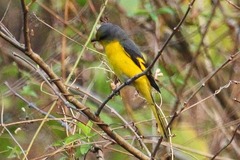 Pericrocotus ethologus