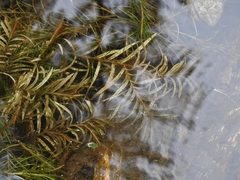 Potamogeton robbinsii