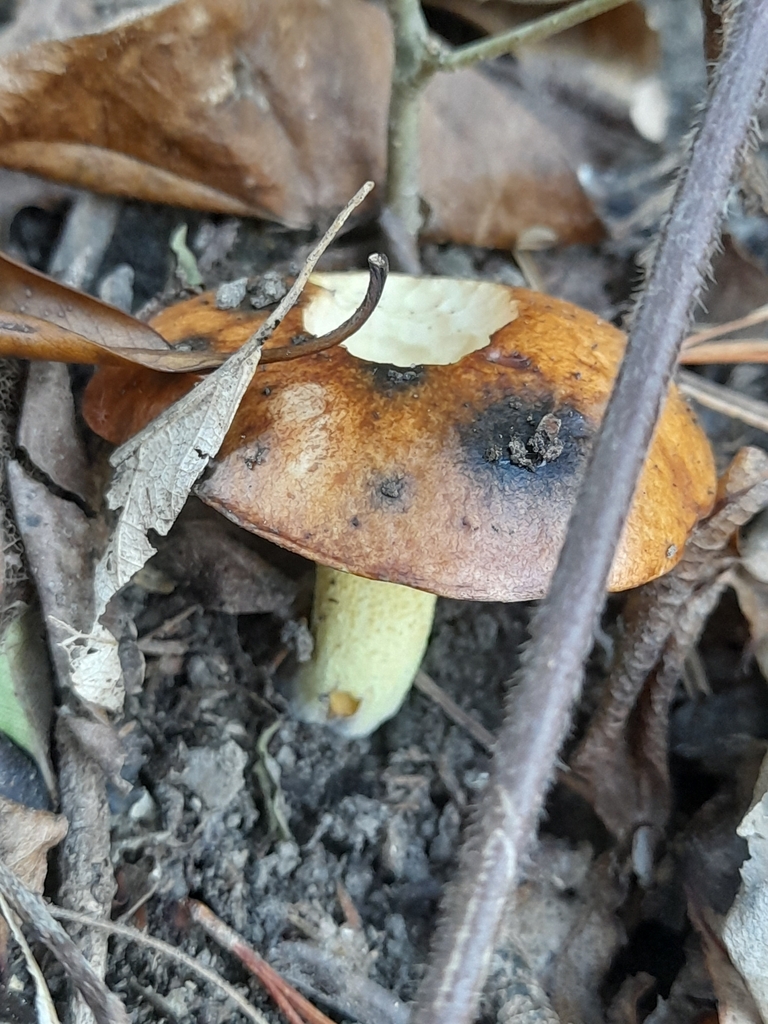 Suillus granulatus · April 2025 · photo: © mphnz (iNaturalist, cc0)