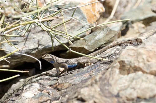 iNaturalist observation photo of Western Fence Lizard