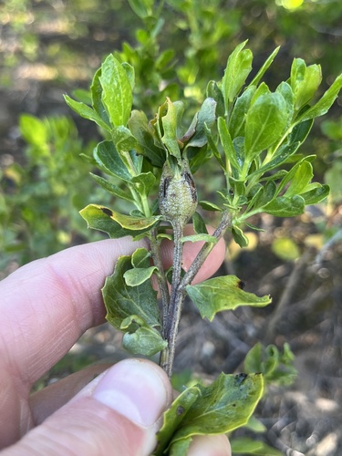iNaturalist observation photo of Coyote Brush Stem Gall Moth