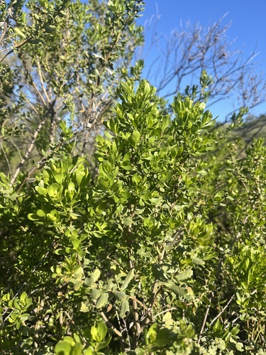 iNaturalist observation photo of coyote brush