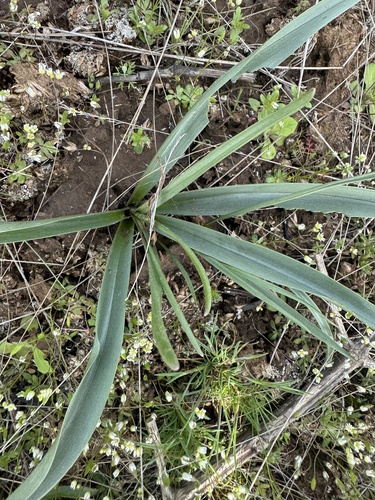Colchicum laetum