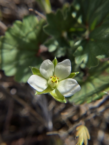 Image of California macrophylla by (c) Cristhian Mace, some rights reserved (CC BY)