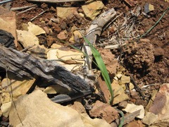 Palystes superciliosus