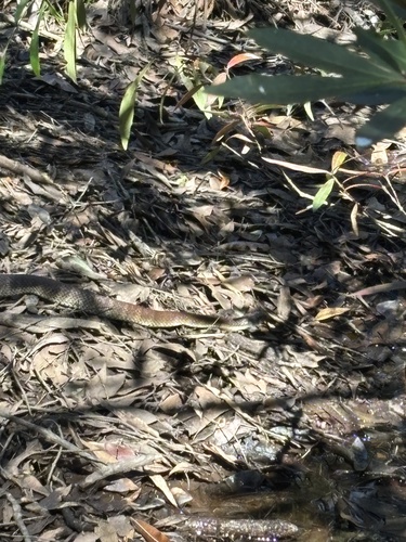 Tiger Snake sighting