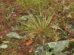 Dichanthelium linearifolium