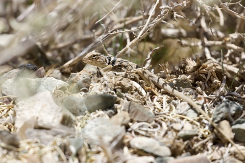 iNaturalist observation photo of Desert Collared Lizard