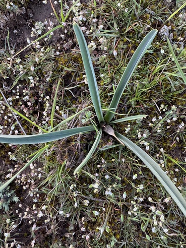 Colchicum laetum