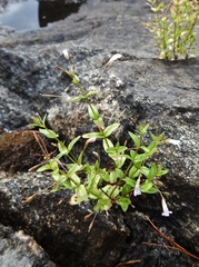 Lindernia dubia anagallidea