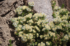Galium eriocarpum