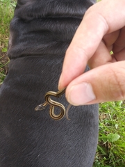 Thamnophis radix