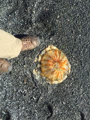 Chrysaora melanaster