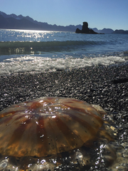 Chrysaora melanaster