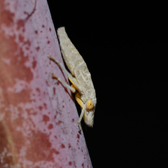 Homalodisca vitripennis