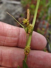 Carex viridula viridula
