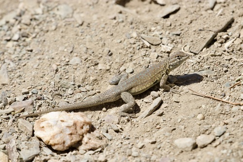 iNaturalist observation photo of Common Side-blotched Lizard