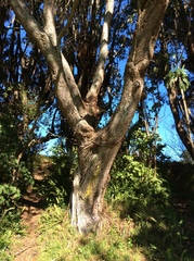 Metrosideros excelsa