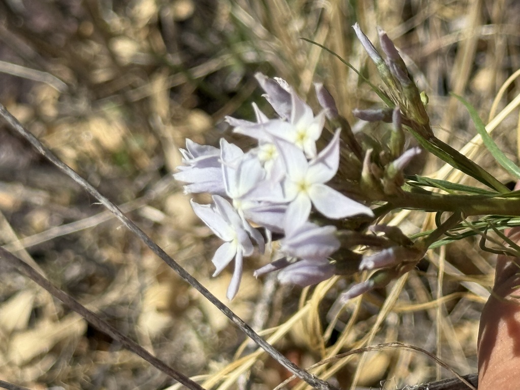 Arizona bluestar (Amsonia grandiflora)
