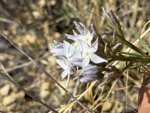 Arizona bluestar (Amsonia grandiflora)