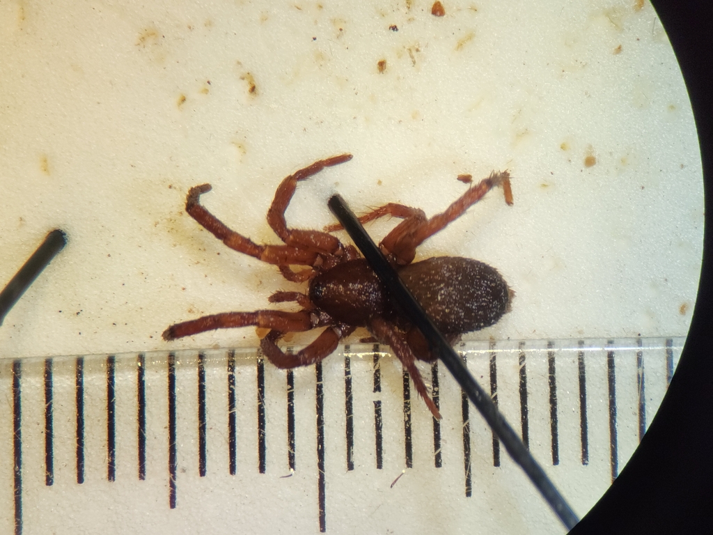 Zelanda erebus