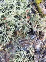 Cladonia leporina