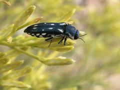 Agrilus walsinghami