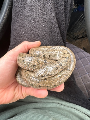 Steppe Ratsnake