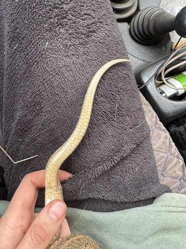 Steppe Ratsnake