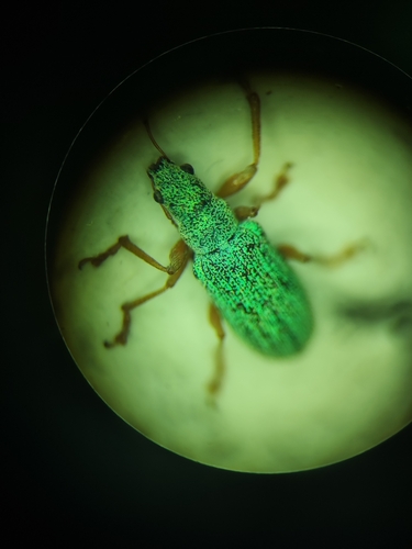 Polydrusus flavipes