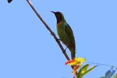 Chloropsis aurifrons