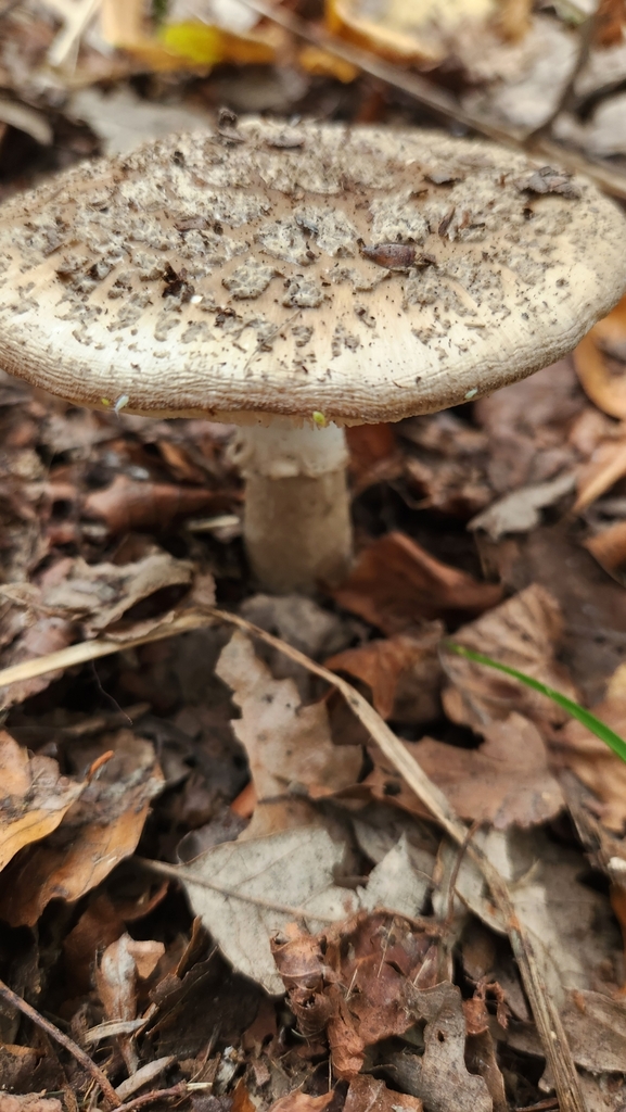 Amanita excelsa spissa · April 2025 · photo: © squidney8 (iNaturalist, cc0)
