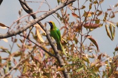 Chloropsis aurifrons