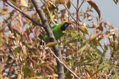 Chloropsis aurifrons