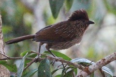 Grammatoptila striata