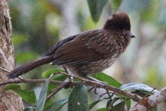 Grammatoptila striata