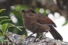 Grammatoptila striata