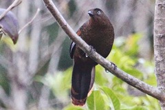 Trochalopteron squamatum