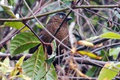 Trochalopteron squamatum