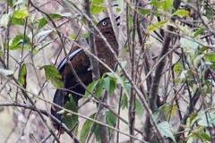 Trochalopteron squamatum