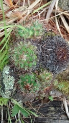 Mammillaria rhodantha fera-rubra