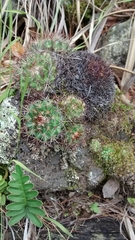 Mammillaria rhodantha fera-rubra