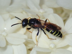 Philanthus solivagus