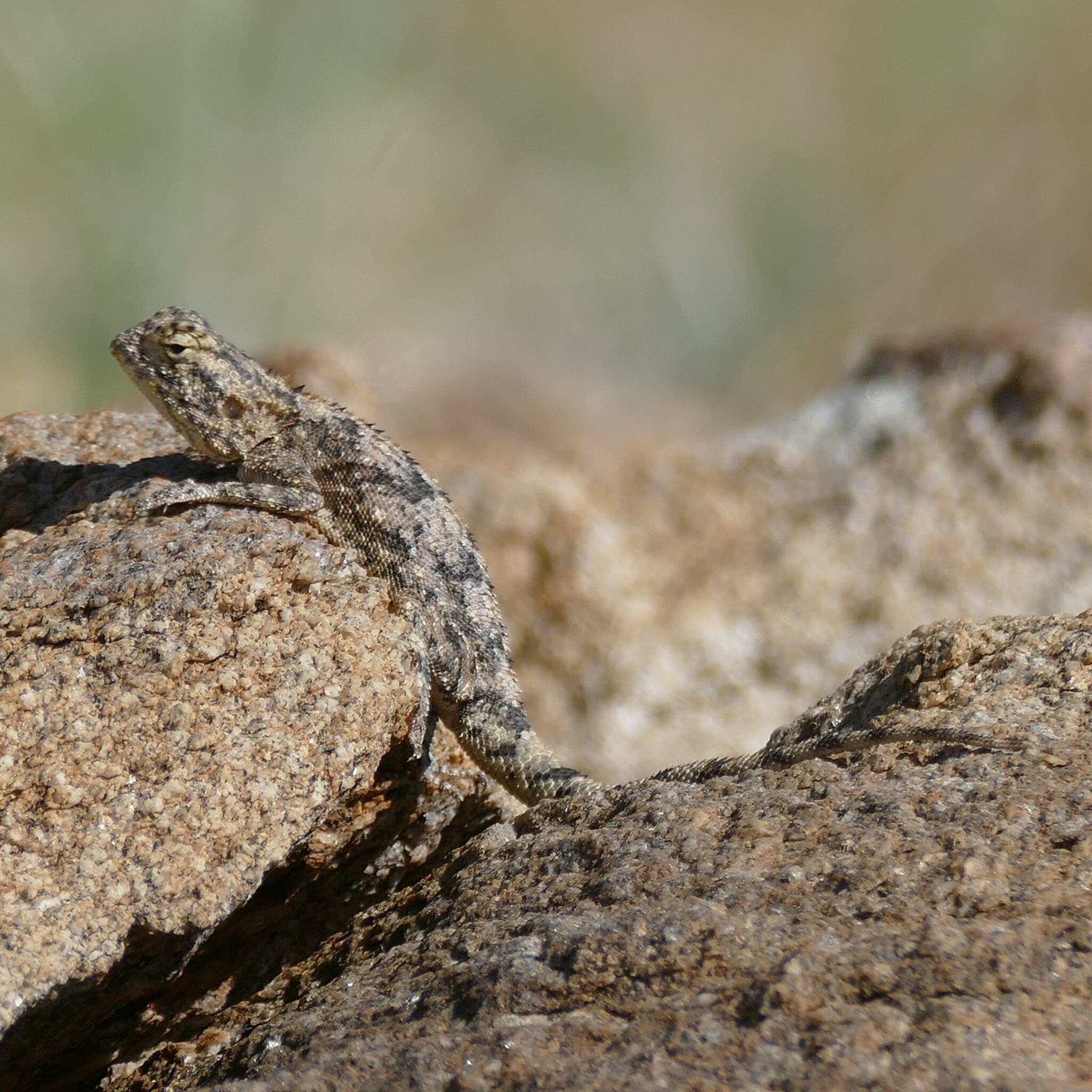 Agama anchietae Bocage, 1896