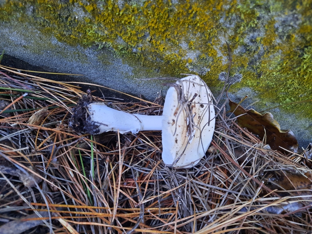 Amanita junquillea · April 2025 · photo: © maxxrandomnumbers (iNaturalist, cc0)